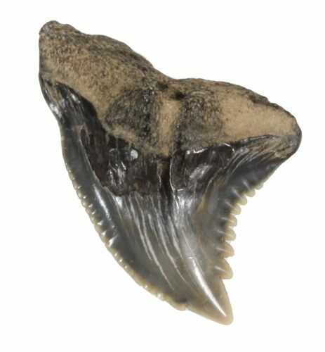 Fossil Hemipristis Shark Tooth - Maryland #42566